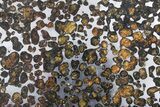 Polished Sericho Pallasite Meteorite ( g) Slice - Kenya #348855-2
